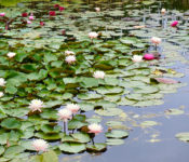 Outdoors at Lake Helen with pink water lilies and lily pads
