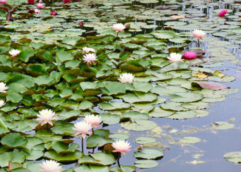 Outdoors at Lake Helen with pink water lilies and lily pads