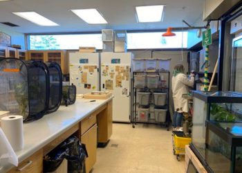 inside the butterfly lab with butterflies in cages, and people in lab coats