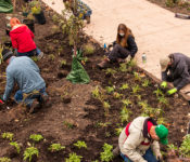 group of volunteers planting in Sycamore Falls in spring