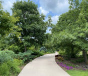 outdoors in summer with large trees with green leaves and pink flowers below