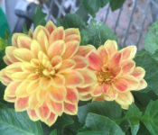 close up of an orange and red flower