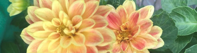 close up of an orange and red flower