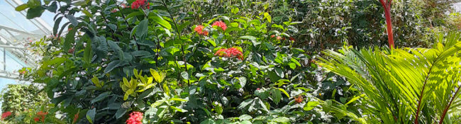 indoor tropical plant Conservatory in summer with red flowers