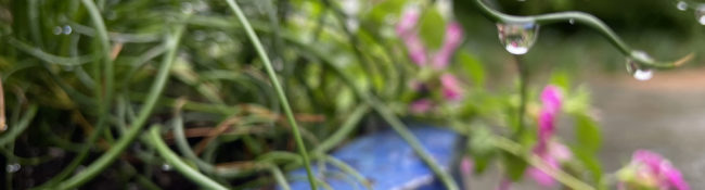 close up of a planted container with pink flowers