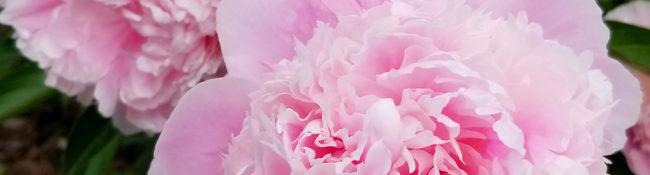 close up of pink peony