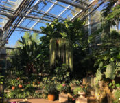 wide shot of an indoor tropical plant conservatory with green plants