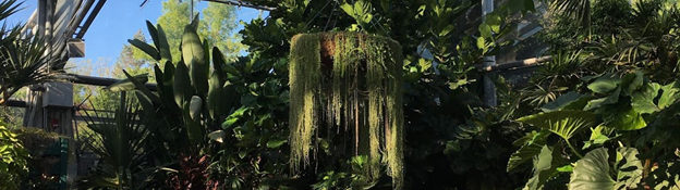 wide shot of an indoor tropical plant conservatory with green plants