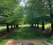 outdoors during summer with a line of trees