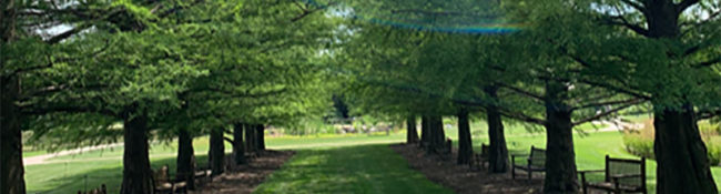 outdoors during summer with a line of trees