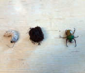 close up of different incects including a green and gold beetle and larva