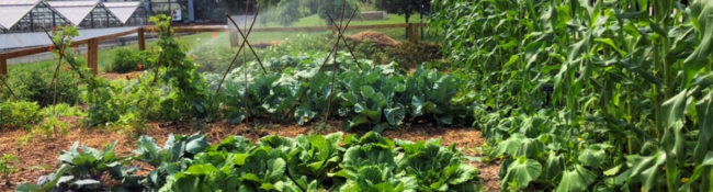 outdoors during summer with fruits and vegetables