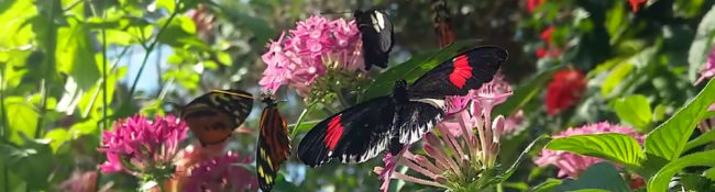 indoors with pink tropical flowers and exotic butterflies with red and black wings