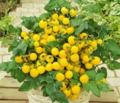 yellow tomato