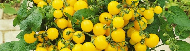yellow tomato